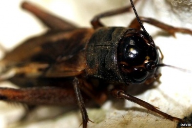 Loài dế kỳ lạ không thể cất lên tiếng hát